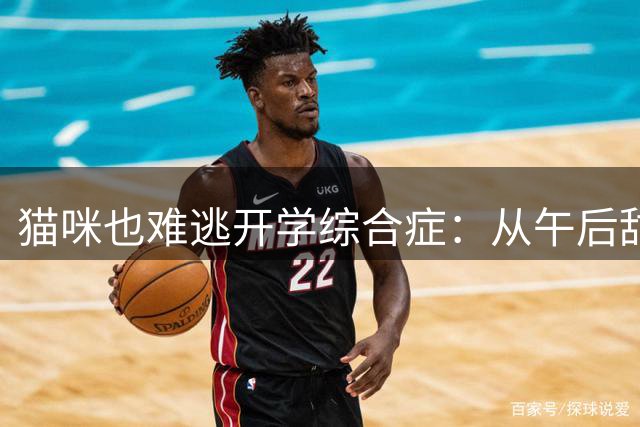 猫咪也难逃开学综合症：从午后甜睡到被迫早起